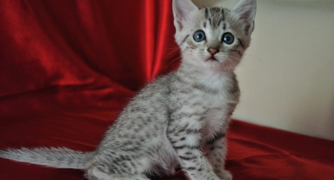 Продажа котят 
