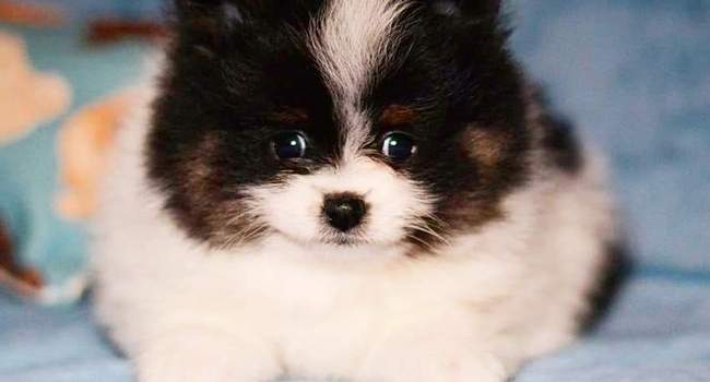 Spitz Pomeranian puppies available / Щенки Шпица померанского 
