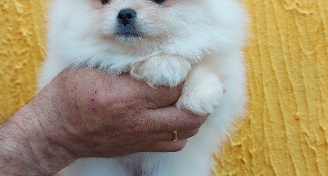 Spitz Pomeranian puppies available / Щенки Шпица померанского 