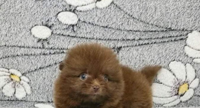 Шпиц померанский доступны кобели и сучки / Spitz Pomeranian males and females puppies available